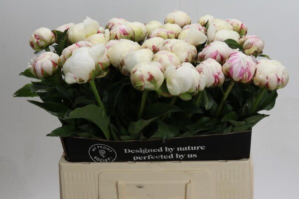 Paeonia mary e nicholls super - Astroflor Tienda